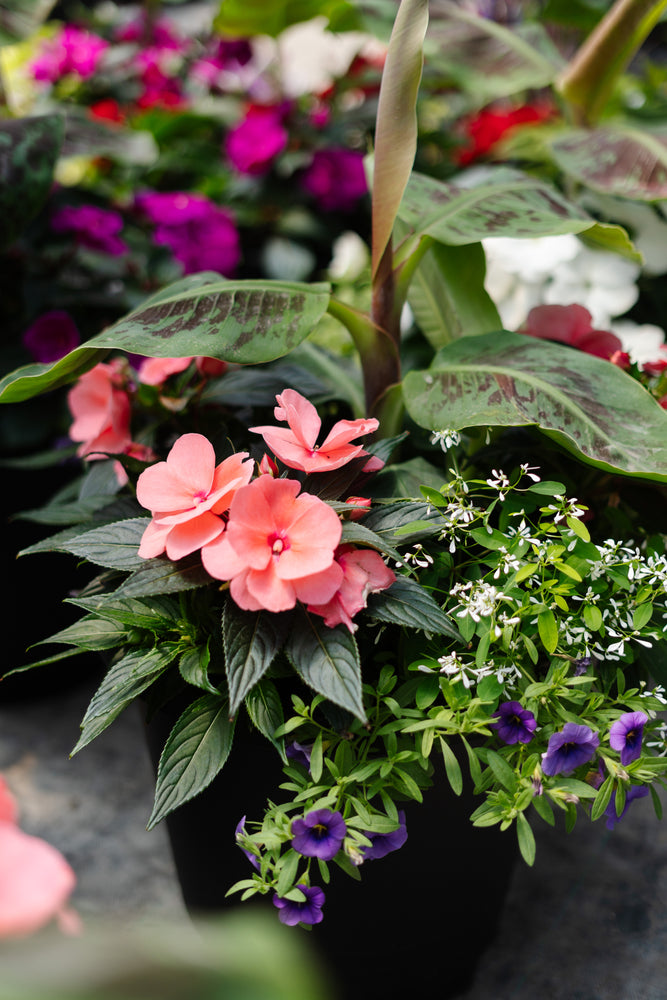 14” Round New Guinea Patio Pot Mix - Sun/Shade (Multiple Colours)