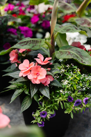 14” Round New Guinea Patio Pot Mix - Sun/Shade (Multiple Colours)