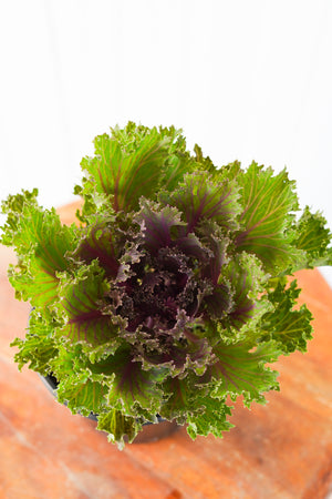 6" Kale (Multiple Varieties)