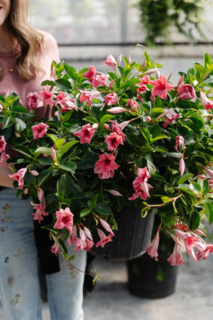 12" Dipladenia Mauvelous