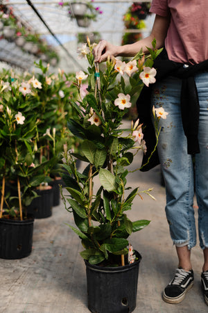 10" Mandevilla 3G (Multiple Colours)