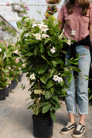 10" Mandevilla 3G (Multiple Colours)