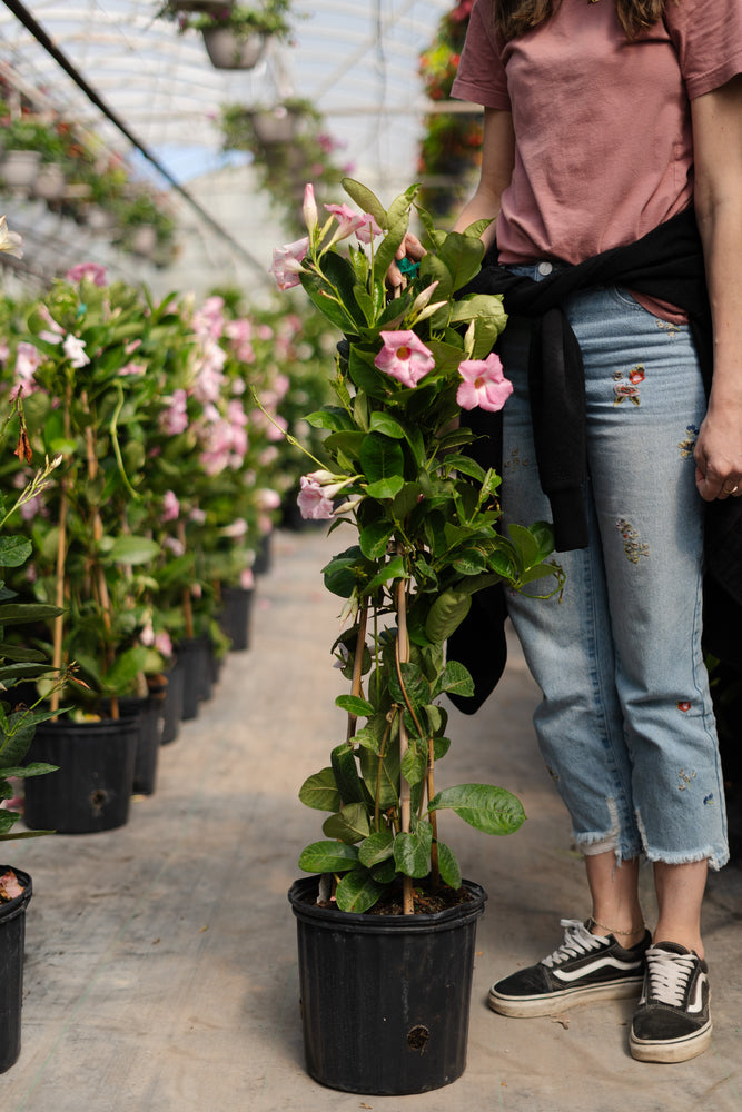 10" Mandevilla 3G (Multiple Colours)