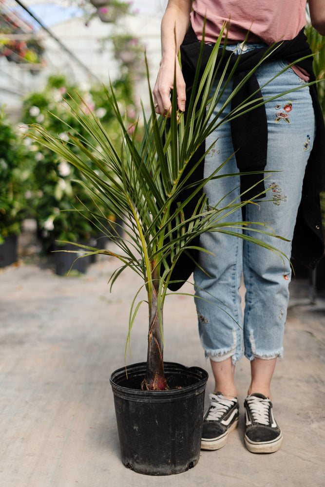 10" Spindle Palm Tree 3G