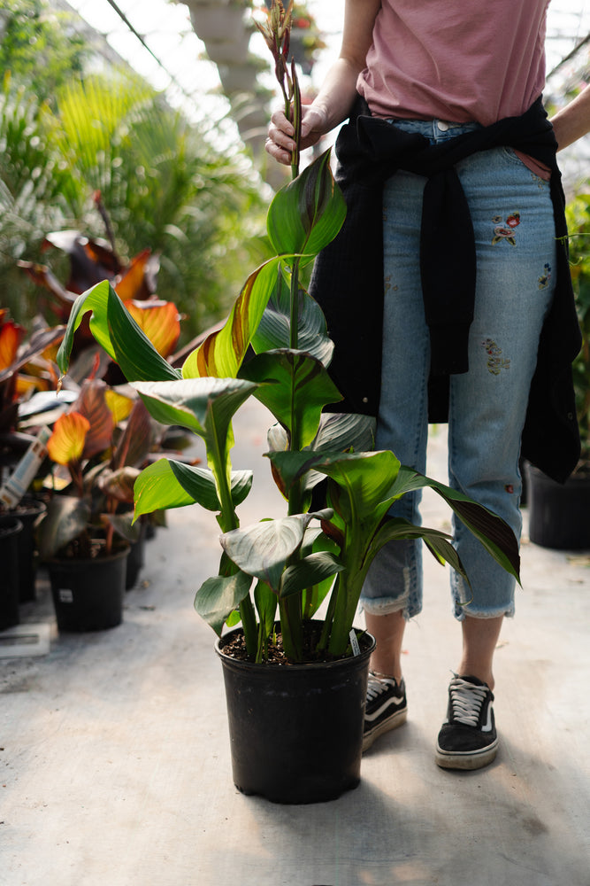 10" Canna Cleopatra