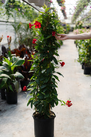 10" Mandevilla 3G (Multiple Colours)