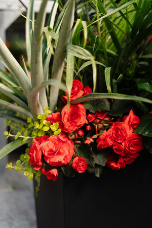 14" Tuscany Square Tropical Majesty Mix - Full Sun (Multiple Colours)