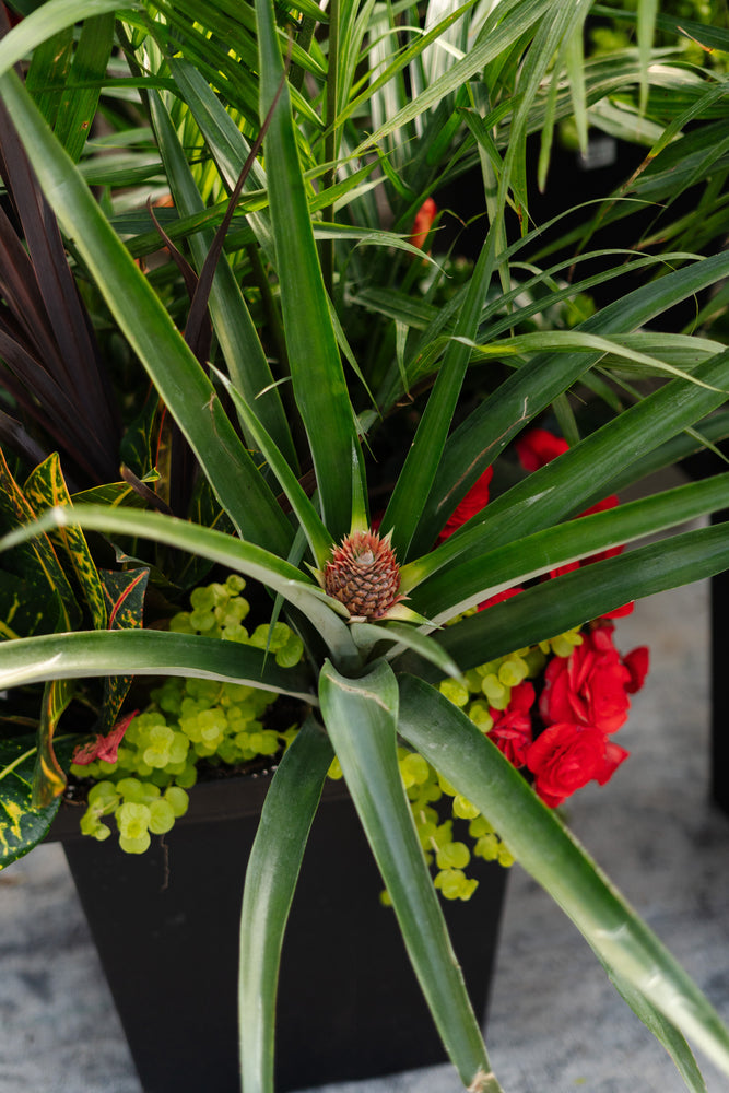 14" Tuscany Square Tropical Majesty Mix - Full Sun (Multiple Colours)