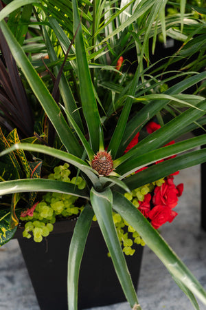 14" Tuscany Square Tropical Majesty Mix - Full Sun (Multiple Colours)