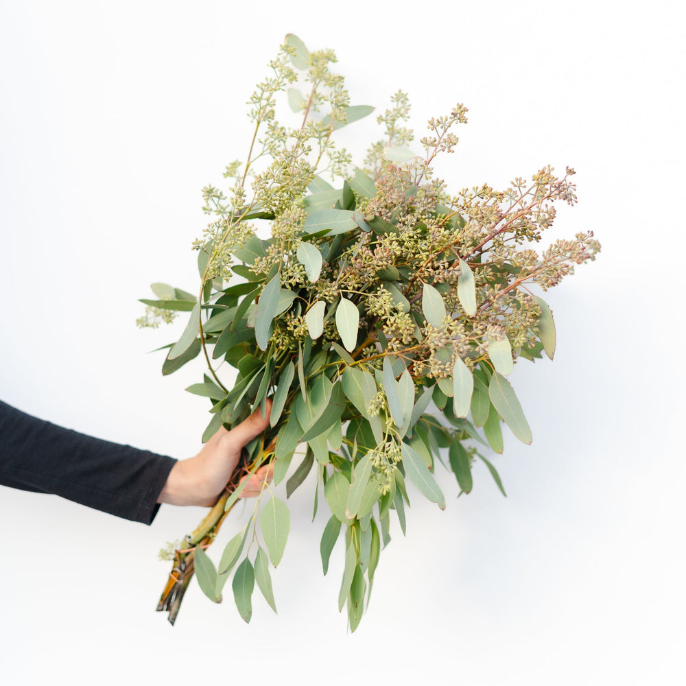 Eucalyptus Bundle  (Multiple Varieties) - Windsor Symphony Orchestra