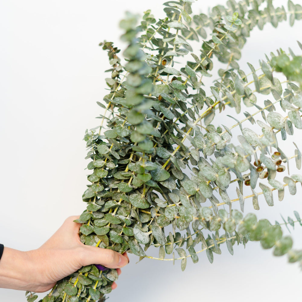 Eucalyptus Bundle  (Multiple Varieties) - Tecumseh Vista Academy Elementary