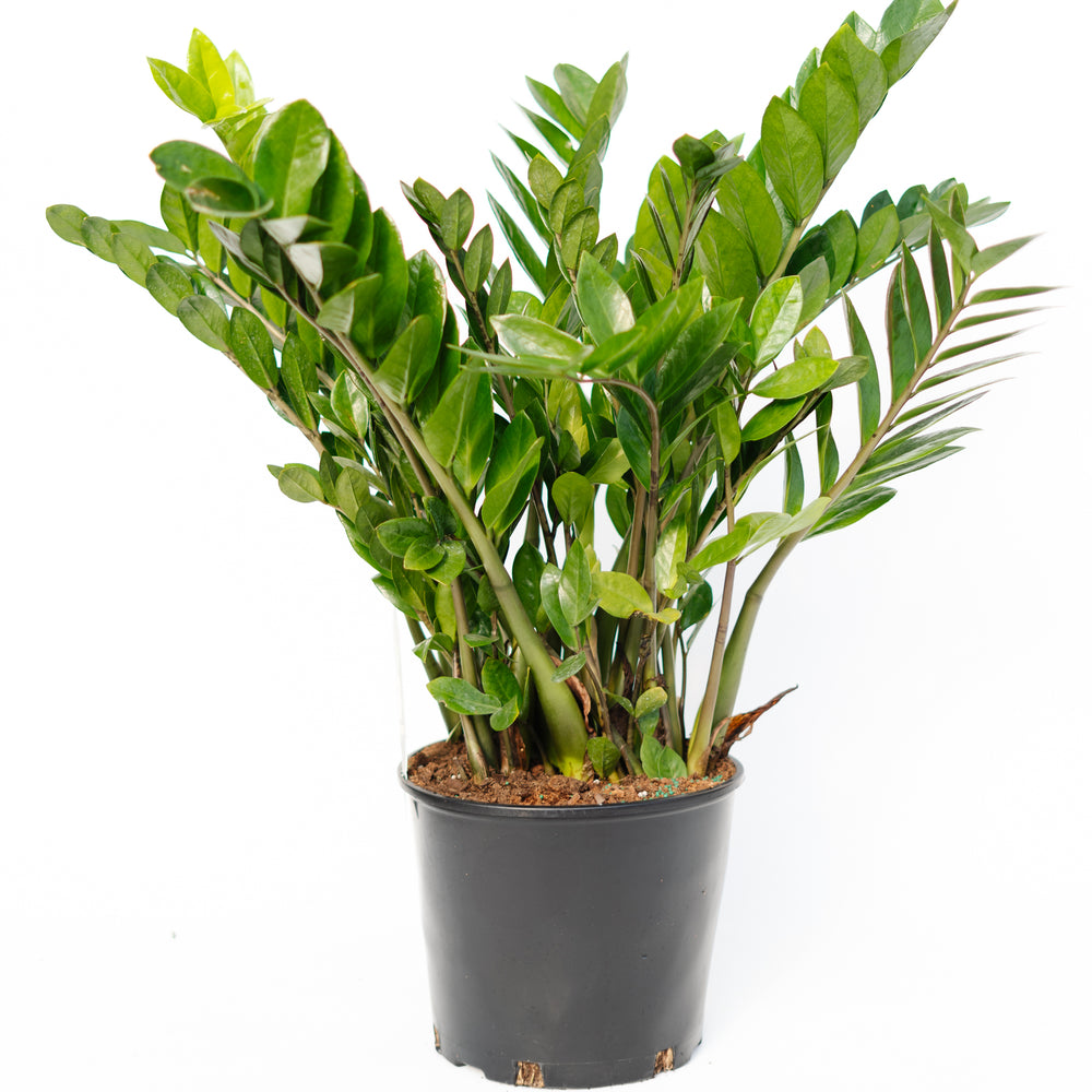 10" Zamioculcas Zamiifolia (ZZ Plant) - Lakeshore Cheer Athletics - Team Riptides