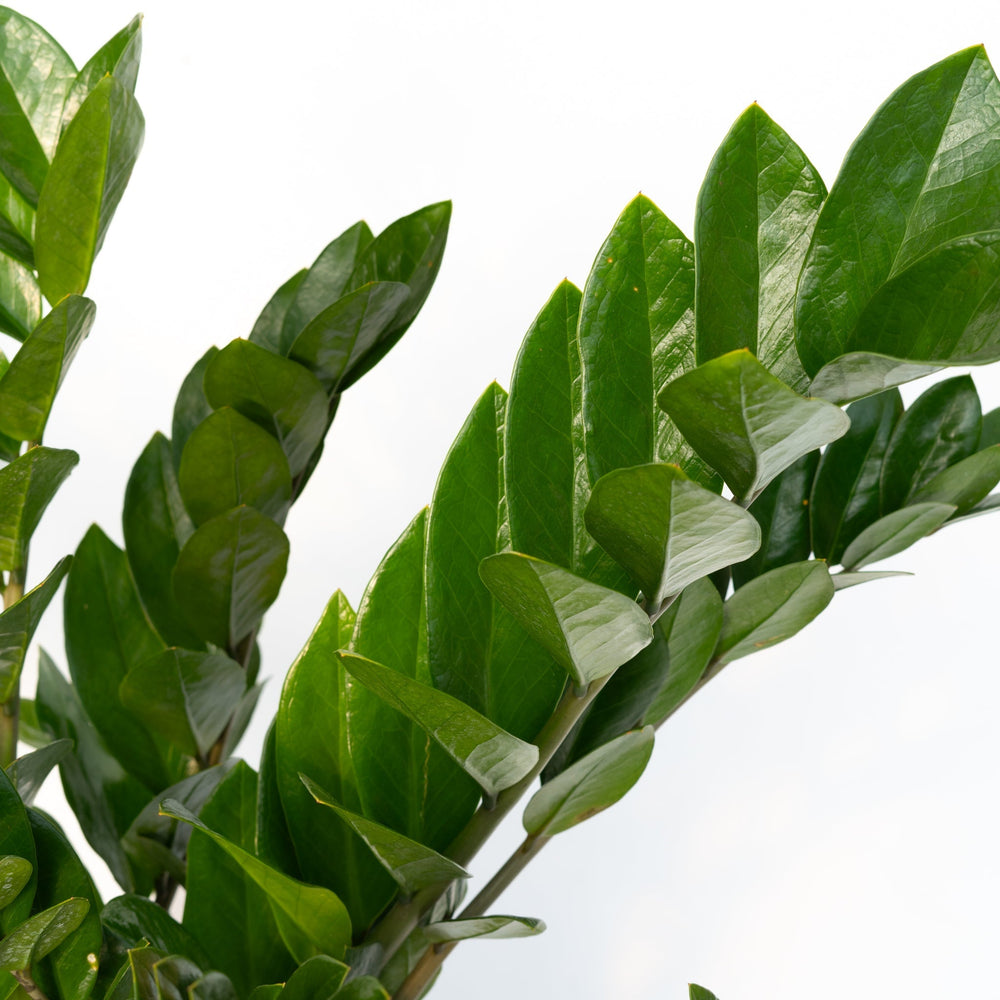 10" Zamioculcas Zamiifolia (ZZ Plant)  - Lakeview Montessori