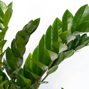 10" Zamioculcas Zamiifolia (ZZ Plant) - Colchester North Public School