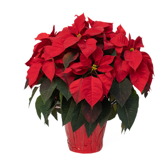 8" Poinsettia