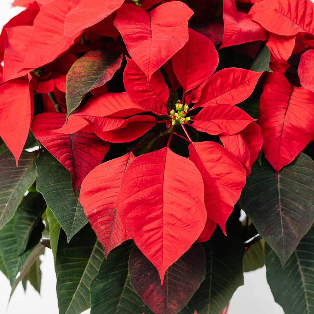 8" Poinsettia - Transition to Betterness