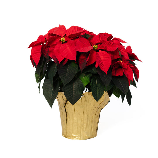 10" Poinsettia
