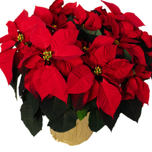 10" Poinsettia - Colchester North Public School