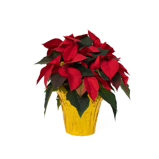 6" Poinsettia