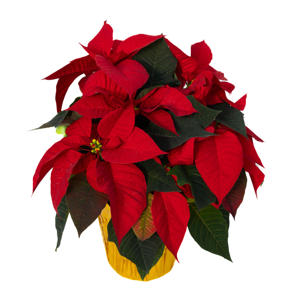 6" Poinsettia - Dr. David Suzuki Public School