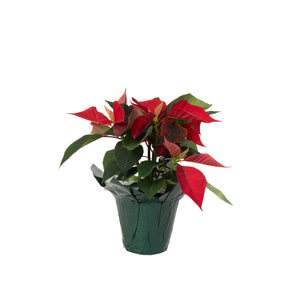 4" Poinsettia - Transition to Betterness