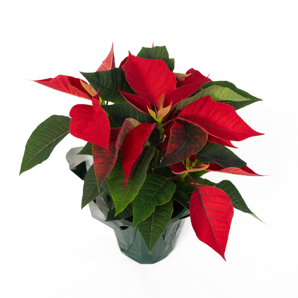 4" Poinsettia - Transition to Betterness