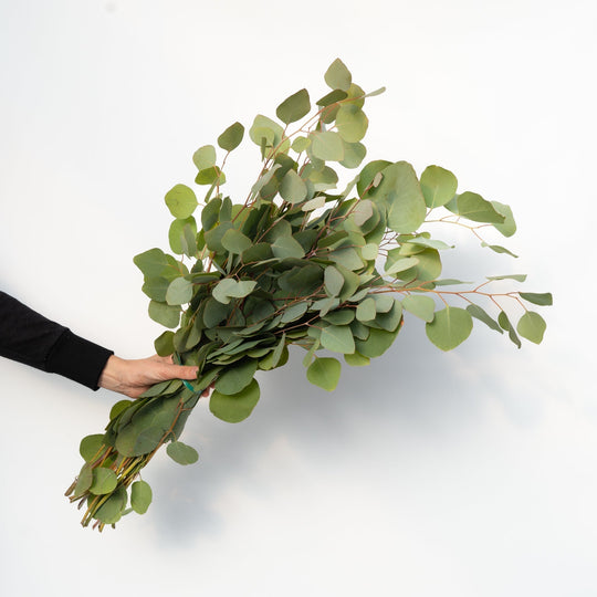Eucalyptus Bundle  (Multiple Varieties) - Canadian Mental Health Association