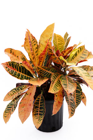 10" Codiaeum Croton Petra