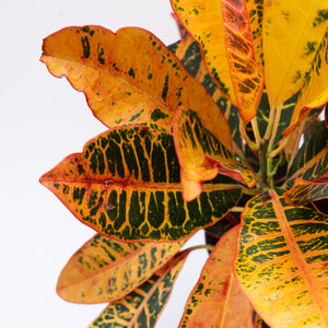 10" Codiaeum Croton Petra