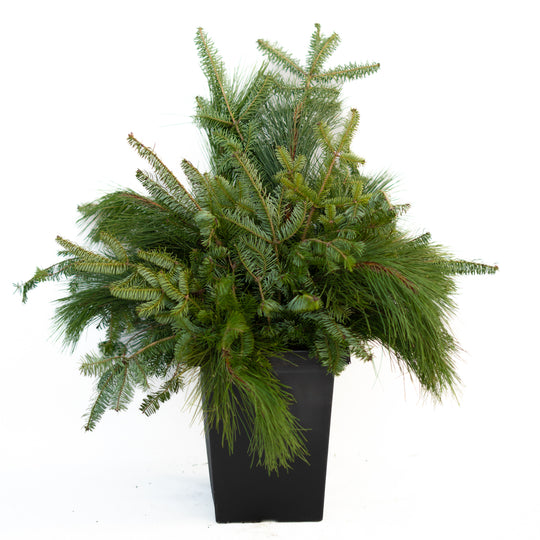 10" Square Winter Planter - Base Greens