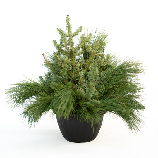 10" Round Winter Planter - Base Greens