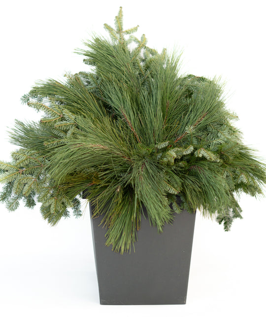 14" Square Winter Planter - Base Greens