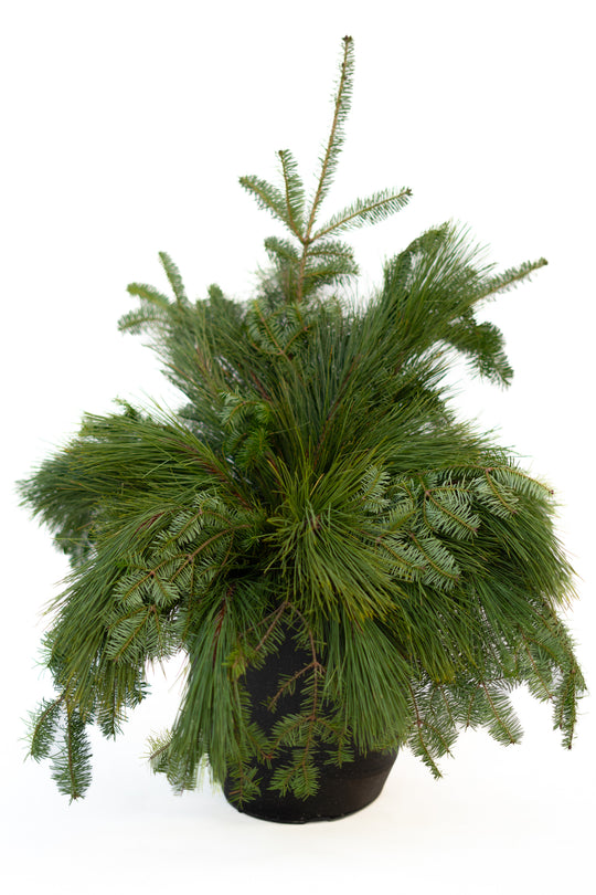 14" Round Winter Planter - Base Greens