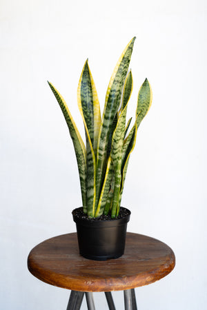 6" Sansevieria Laurentii