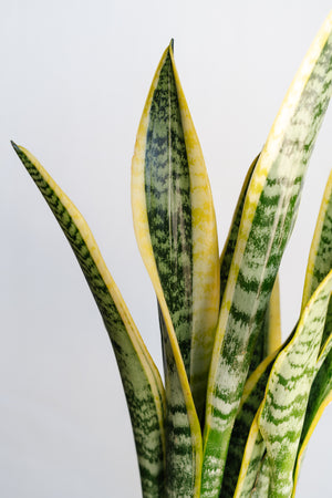 6" Sansevieria Laurentii