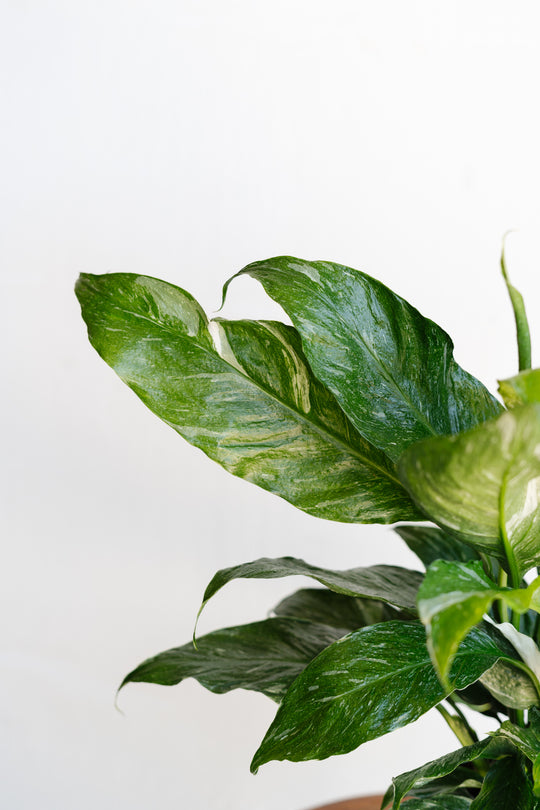 6" Spathiphyllum Domino