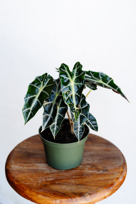 6" Alocasia Polly