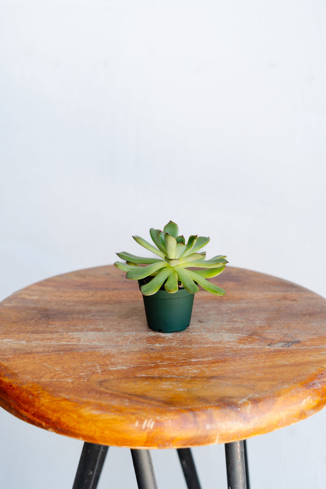 2" Echeveria Pulidanis