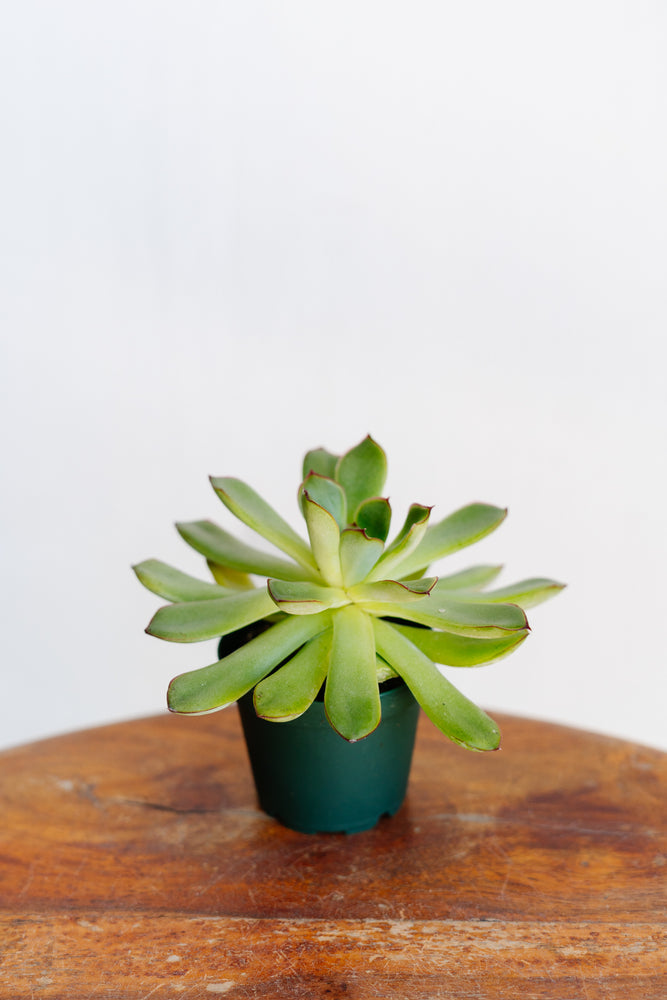 2" Echeveria Pulidanis