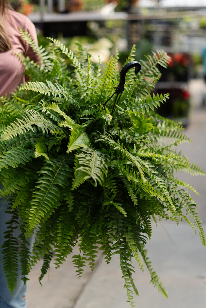 fern plant hanging 11” Boston Fern Hanging Basket – Anna's Garden, Home & Wellness
