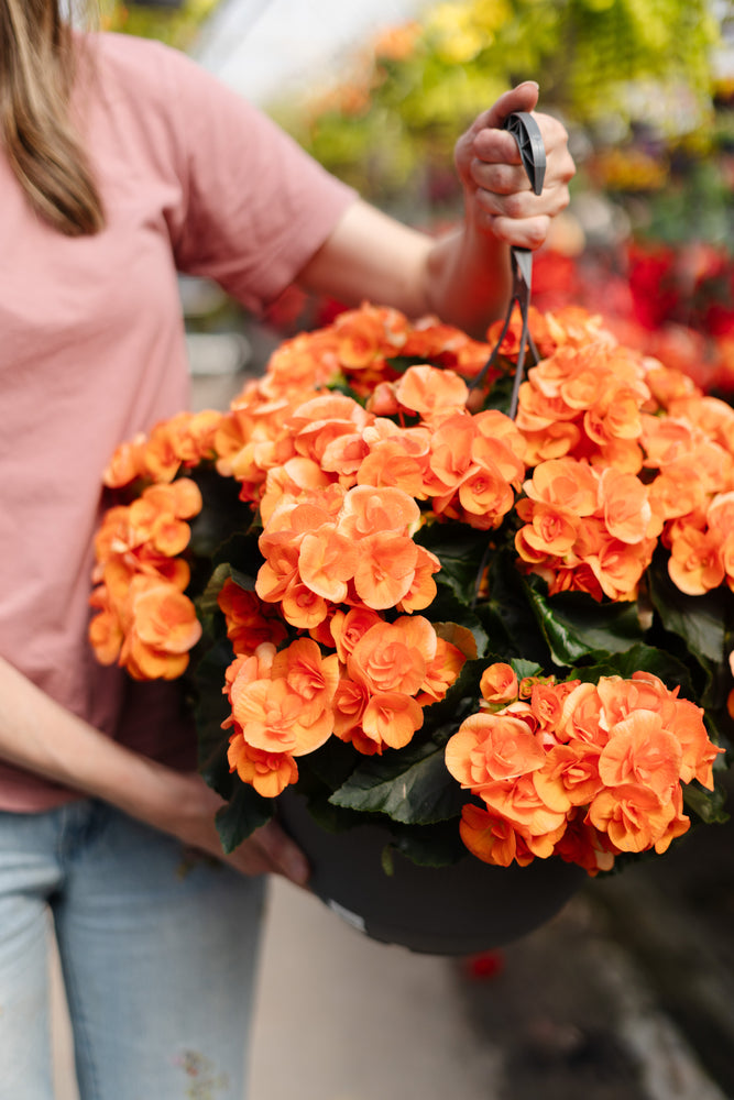 12” Rieger Begonia Hanging Basket (Multiple Colours)