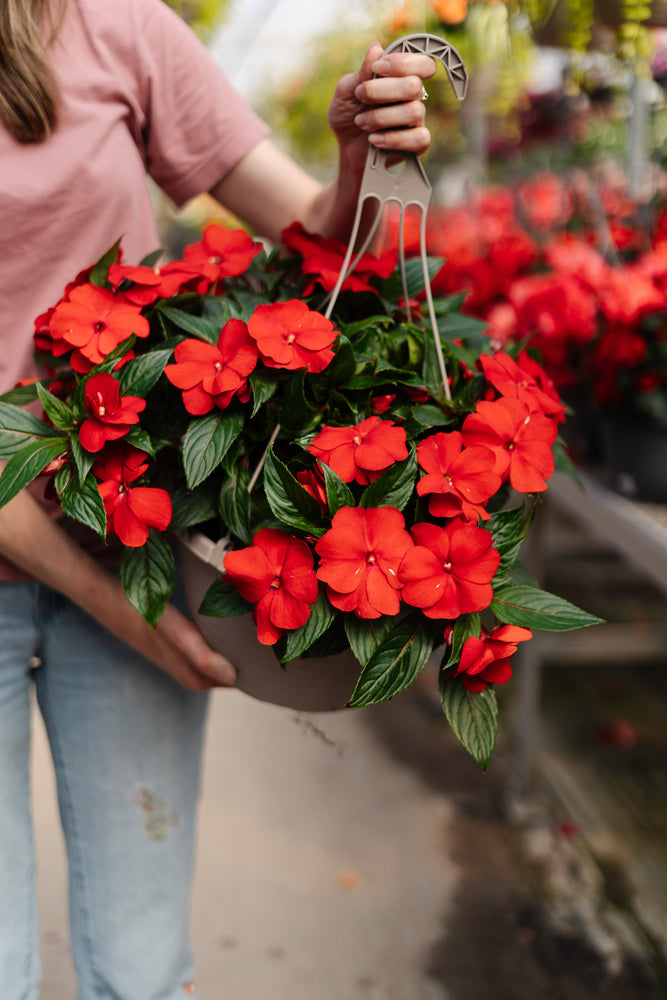 12" New Guinea Impatiens Hanging Basket
