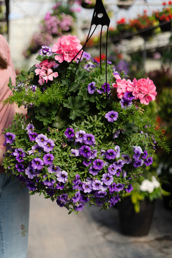 13" Geranium Mixed Hanging Basket (Multiple Colours)