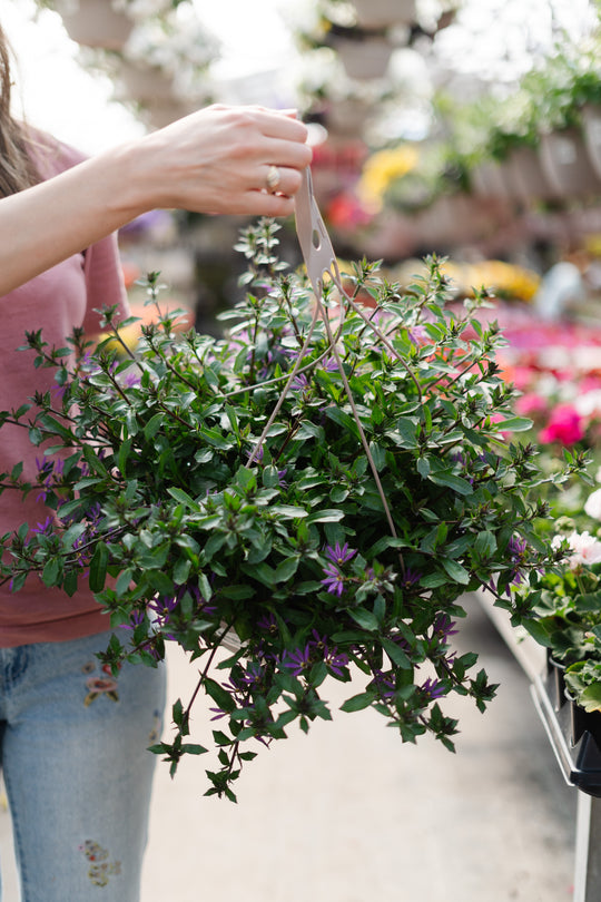 12" Scaevola Hanging Basket (Multiple Colours)