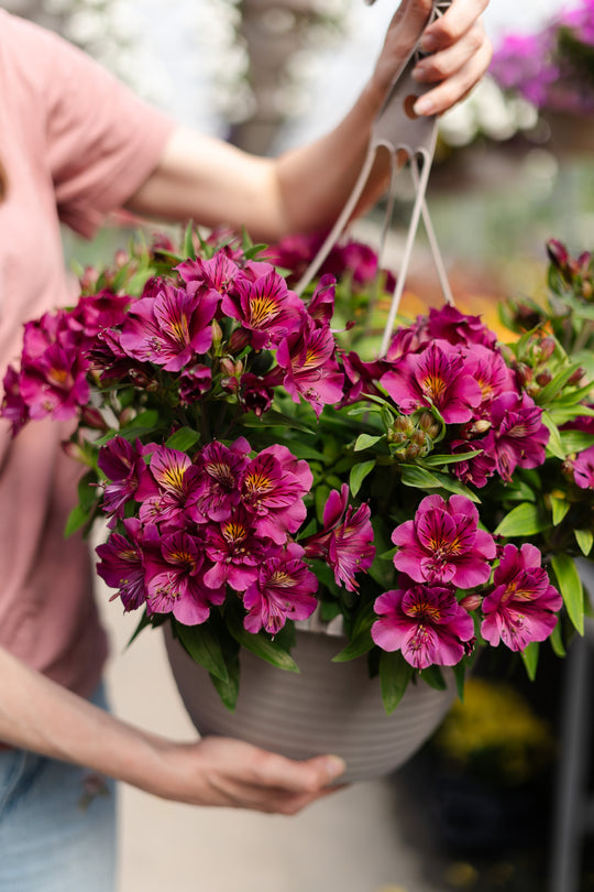 13” Alstromeria "Peruvian Lily" Hanging Basket (Multiple Colours)