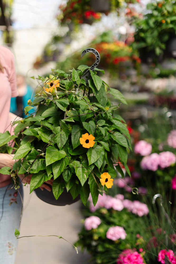 
            
                Load image into Gallery viewer, 11&amp;quot; Black Eyed Susan Vine (Multiple Colours)
            
        