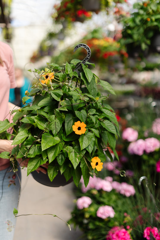 11" Black Eyed Susan Vine (Multiple Colours)
