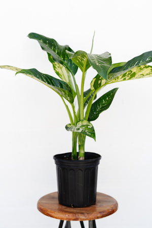 8" Dieffenbachia Puerto Rico