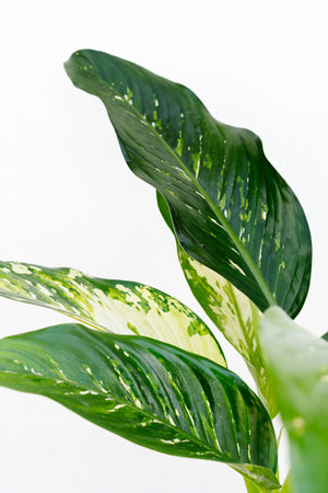 8" Dieffenbachia Puerto Rico