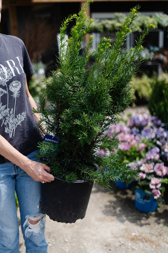 Taxus x Media 'Hicksii' - Hicks Yew